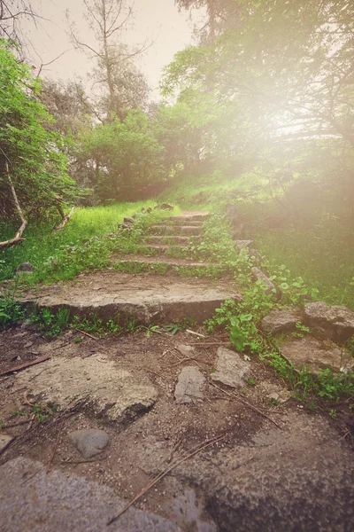 Feldweg durch Wald — Stockfoto