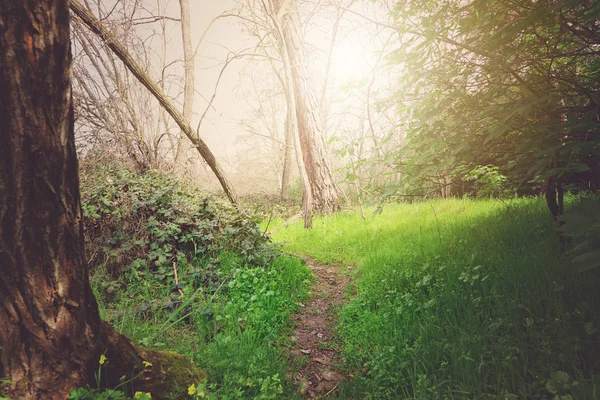 Chemin de terre à travers la forêt — Photo