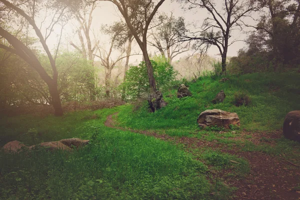 Dirt path through forest — Stock Photo, Image