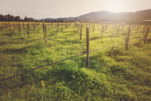 Wijngaard in het voorjaar met Vintage Instagram Film stijl Filter — Stockfoto