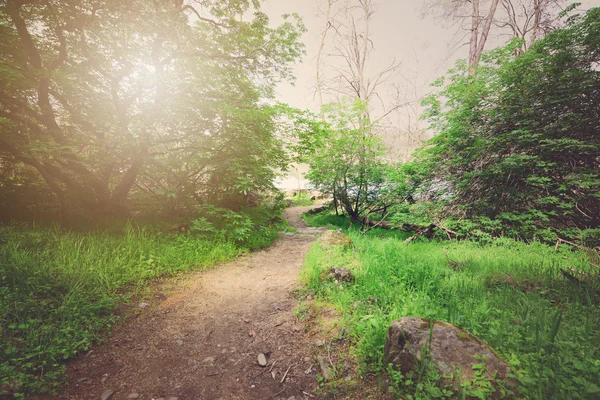 Ґрунтовий шлях через ліс Стокове Фото