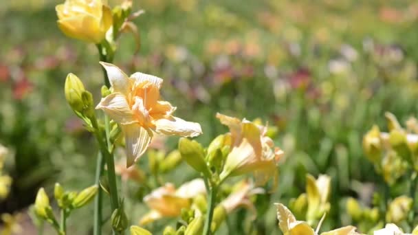 Квітка лілії — стокове відео