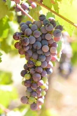 Üzümler asmada