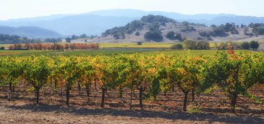 Napa Valley California Vineyard in Fall Autumn clipart