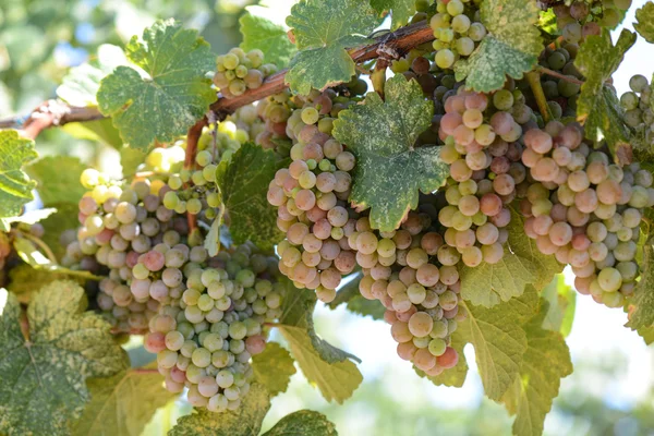 Uvas verdes e rosa na videira — Fotografia de Stock