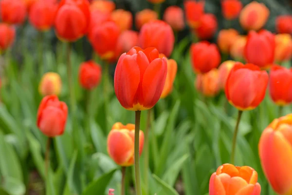 Tulipán rojo y naranja en primavera — Foto de Stock