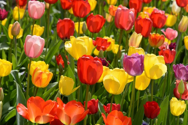 Jardín de tulipán — Foto de Stock