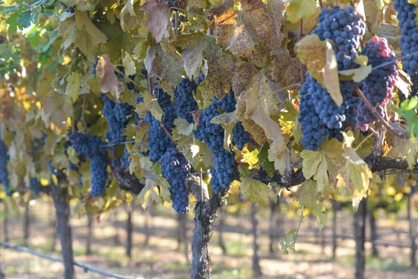 Виноград на лозе в осень — стоковое фото