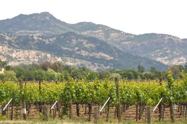 Napa valley bağ bahar