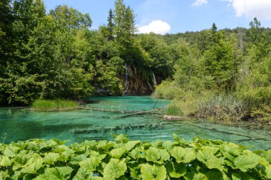 Hırvatistan 'daki Plitvice Ulusal Parkı' nda Şelale