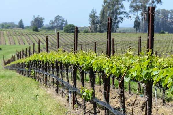 Napa valley wijngaarden in het voorjaar — Stockfoto