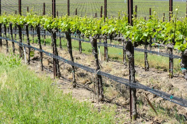 Napa valley Kalifornien vingård på våren — Stockfoto