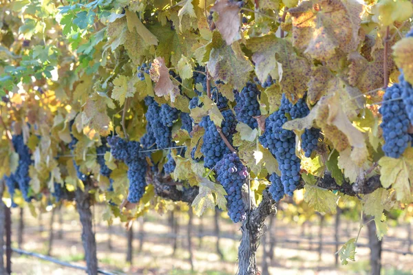 Hrozny na vinici na podzim — Stock fotografie