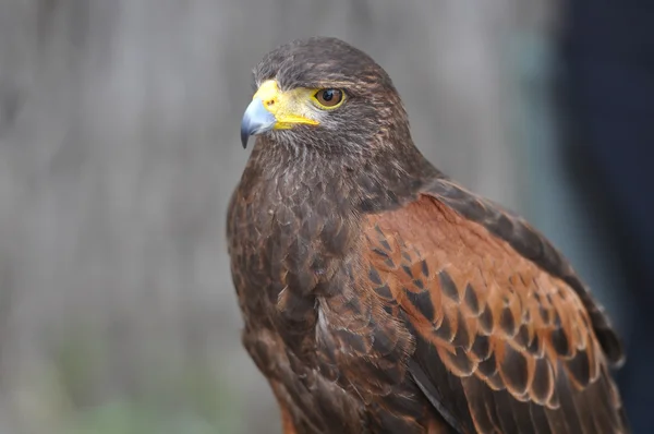 Harris Brown Hawk — Stock Photo, Image