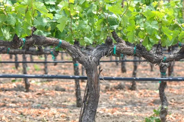 Vinhas de uvas em vinhedo — Fotografia de Stock