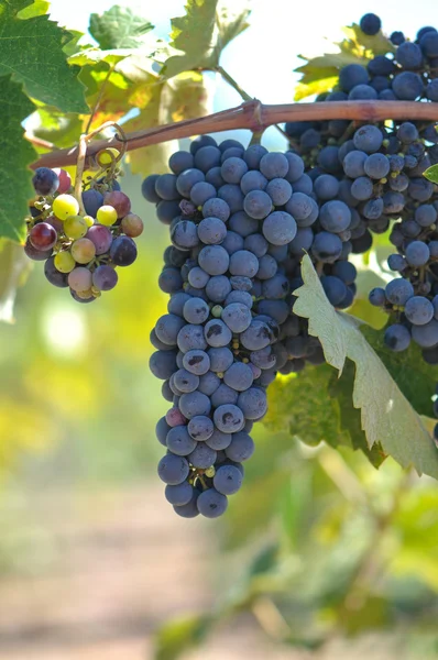 Red Grapes — Stock Photo, Image