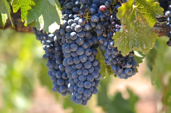 Red Grapes — Stock Photo, Image