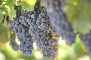 Kırmızı üzümler