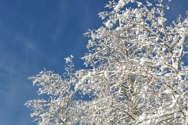 Ramas cubiertas de nieve contra el cielo azul — Foto de Stock