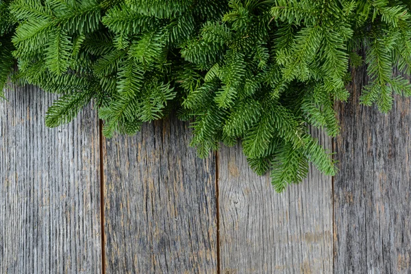 Tree branch with Holly Berry — Stock Photo, Image