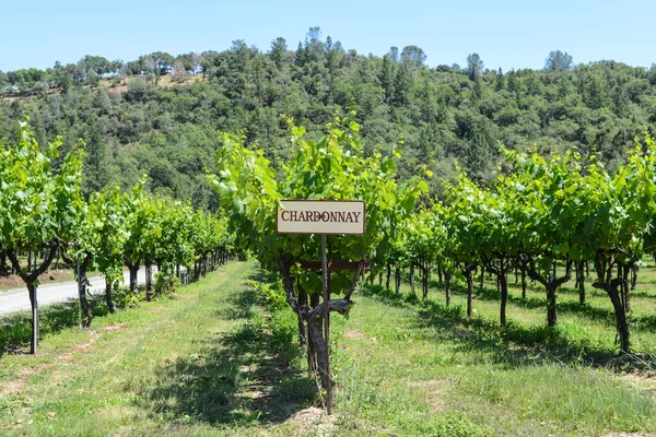 Chardonnay Grapes Sign — Stock Photo, Image