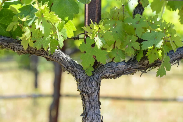 Weinrebe im Frühling — Stockfoto