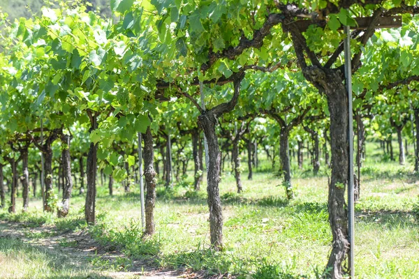 Vinrankor på våren — Stockfoto