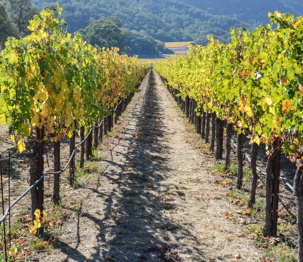 Napa valley Californië wijngaard — Stockfoto