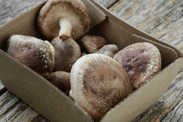 Shitake Mushrooms on Wood Background — Stock Photo, Image