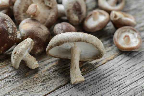 Shitake Mushrooms on Wood Background — Stock Photo, Image