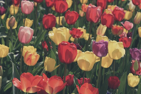 Colorful Tulips Garden — Stock Photo, Image