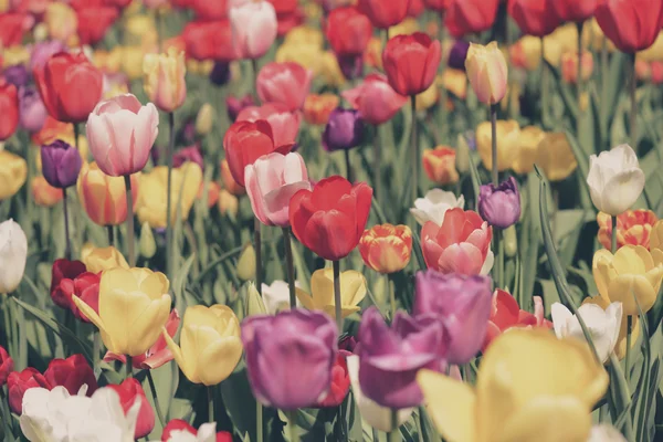 Jardín de tulipanes coloridos — Foto de Stock