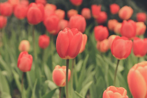 Tulipanes rojos y naranjas — Foto de Stock