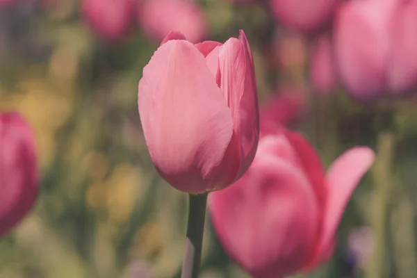 Pink Tulips in the Garden — Stock Photo, Image