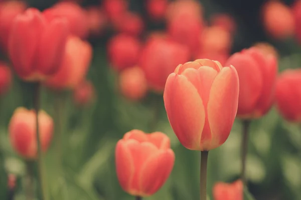 Tulipanes rojos y naranjas — Foto de Stock