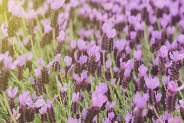 Flores de lavanda espanholas — Fotografia de Stock