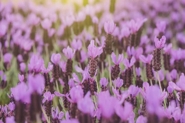 Fiori di lavanda spagnola — Foto Stock