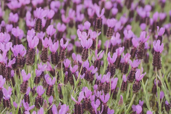 Spanska lavendel blommor — Stockfoto