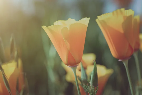 California Orange Poppies — Stock Photo, Image