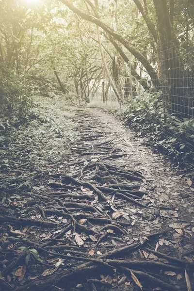 Trilha de Caminhadas Retro — Fotografia de Stock