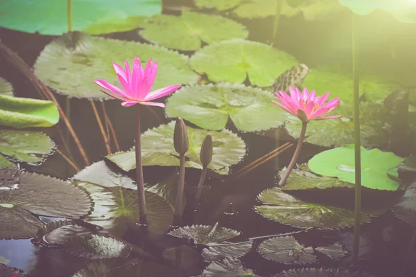 Rosa lotus med sollys – stockfoto