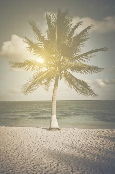 Vintage palmboom — Stockfoto