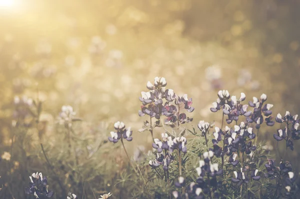 Texas Blue Bonnet Flores — Fotografia de Stock