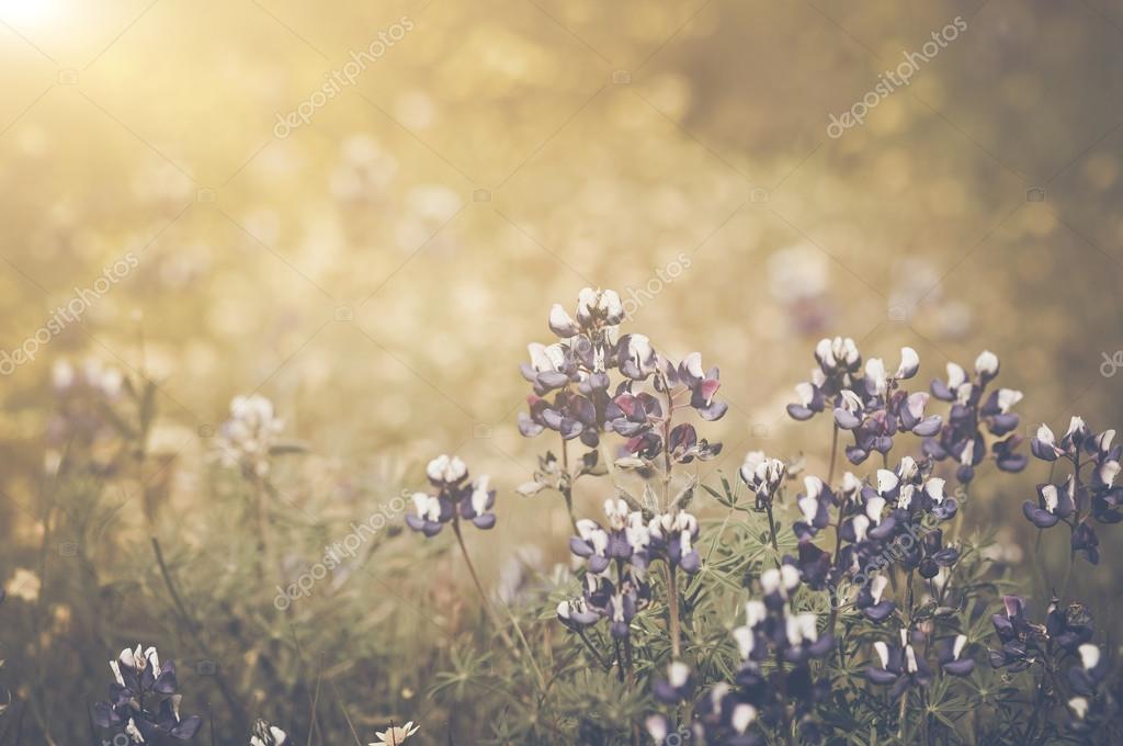Retro Texas Blue Bonnet Flowers with Sunlight