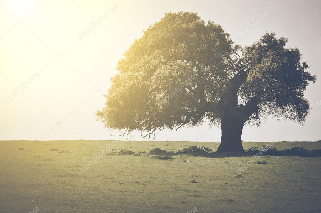 Vintage Oak Tree