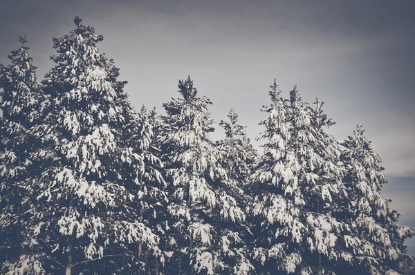 Stromy pokryté sněhem — Stock fotografie