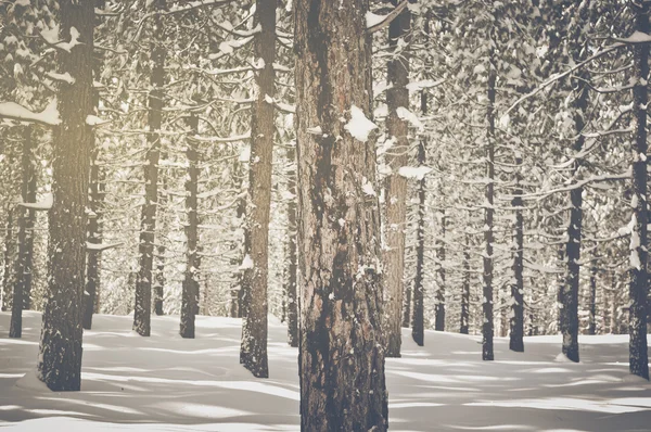 Vintage bomen bedekt met sneeuw — Stockfoto