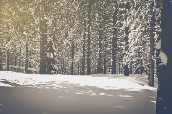 Vintage bomen bedekt met sneeuw — Stockfoto