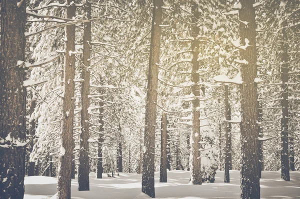 Alte Bäume mit Schnee bedeckt — Stockfoto