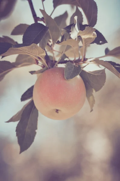 Manzana en un árbol en un estilo de película vintage — Foto de Stock